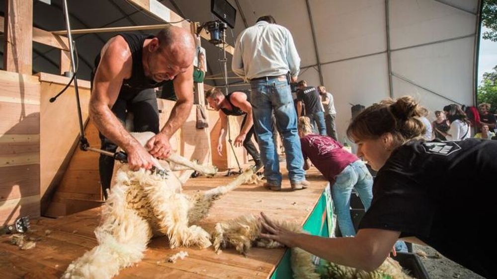 J-11 pour le Mondial de tonte de moutons