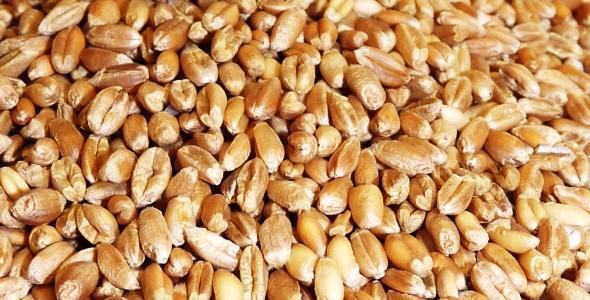grains de blé