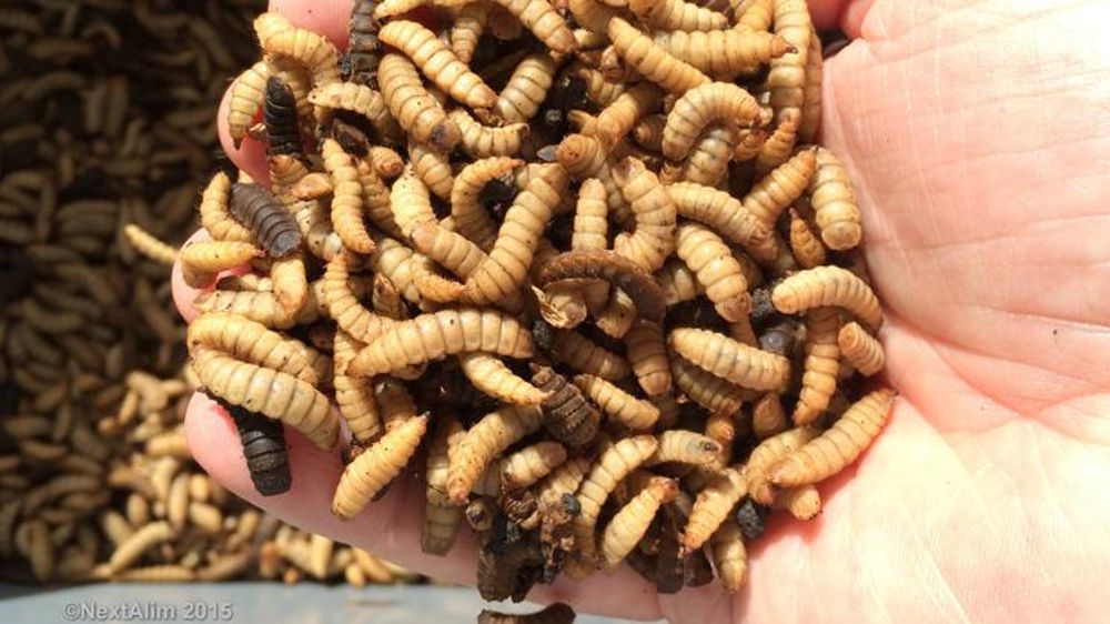 Un projet de 10 000 à 15 000 tonnes de larves d’insectes