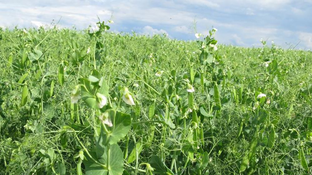 Des parcelles saines dans l’ensemble