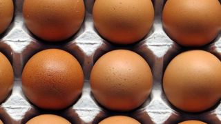 Bruxelles valide l’aide française aux éleveurs de poules Bruxelles valide l’aide française aux éleveurs de poules
