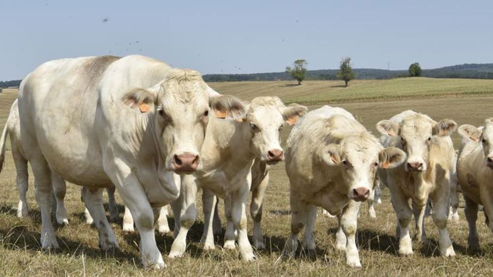 La Conf’ refuse de valider les comptes d’Interbev