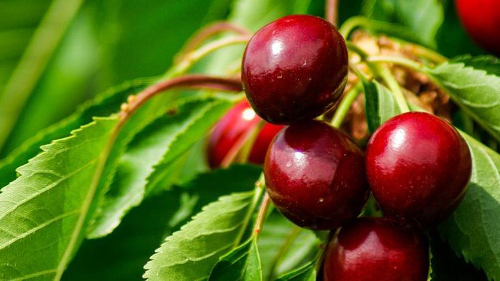 Interdiction du diméthoate actée en Europe pour 2020