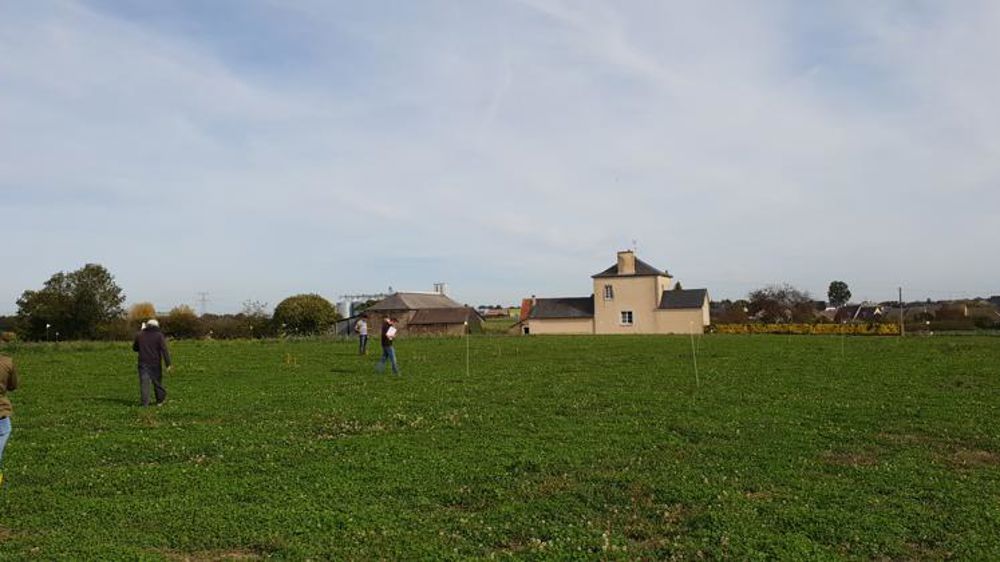 Vers le semis direct sans glyphosate ?