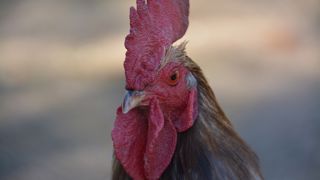 « Madame, votre coq chante trop ! » « Madame, votre coq chante trop ! »