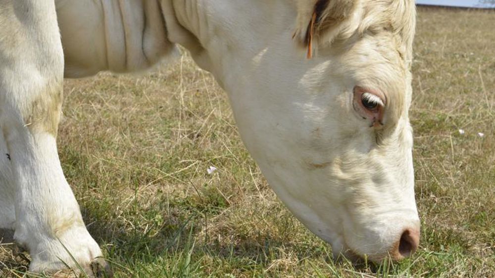 Des mesures pour favoriser l’accès aux fourrages