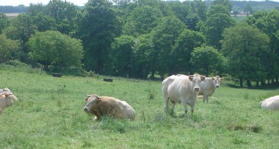 Le règlement adopté prévoit une hausse du contingent de viande de boeuf sans hormone de 25.000 tonnes par an