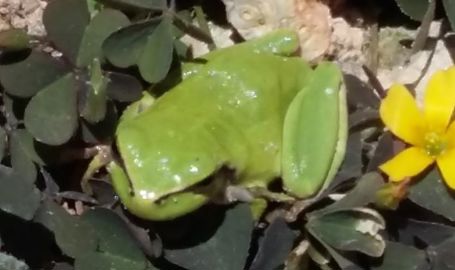 Une grenouille au bord de la mare.
