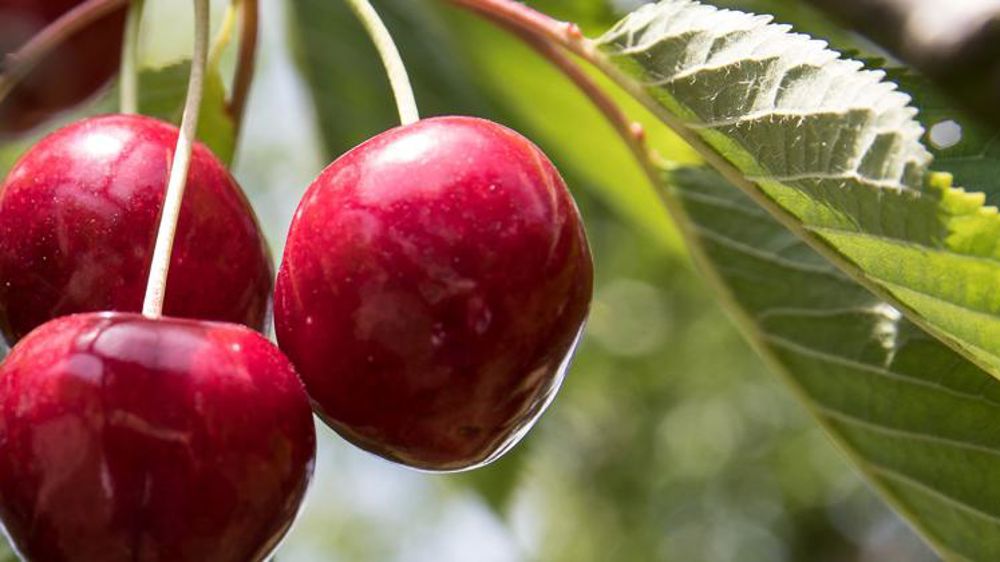 Une campagne (presque) normale