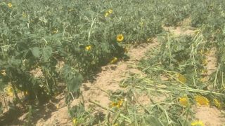 Les « faucheurs volontaires » saccagent du tournesol non-OGM Les « faucheurs volontaires » saccagent du tournesol non-OGM