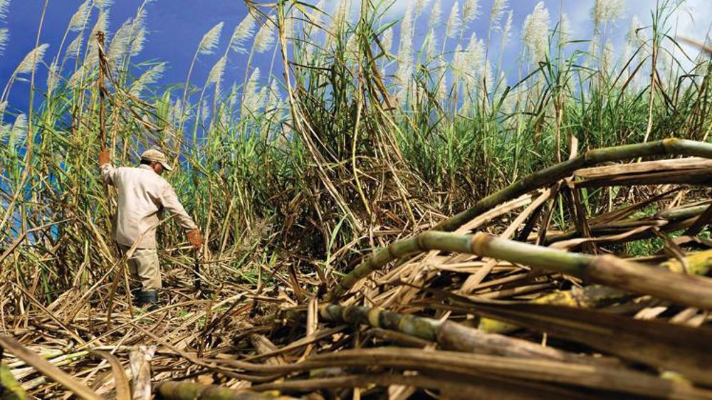 Maintien des aides à la filière du sucre