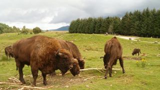 19 bisons divaguant à Megève ont été abattus 19 bisons divaguant à Megève ont été abattus