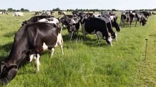 La France déclare la guerre à la BVD La France déclare la guerre à la BVD