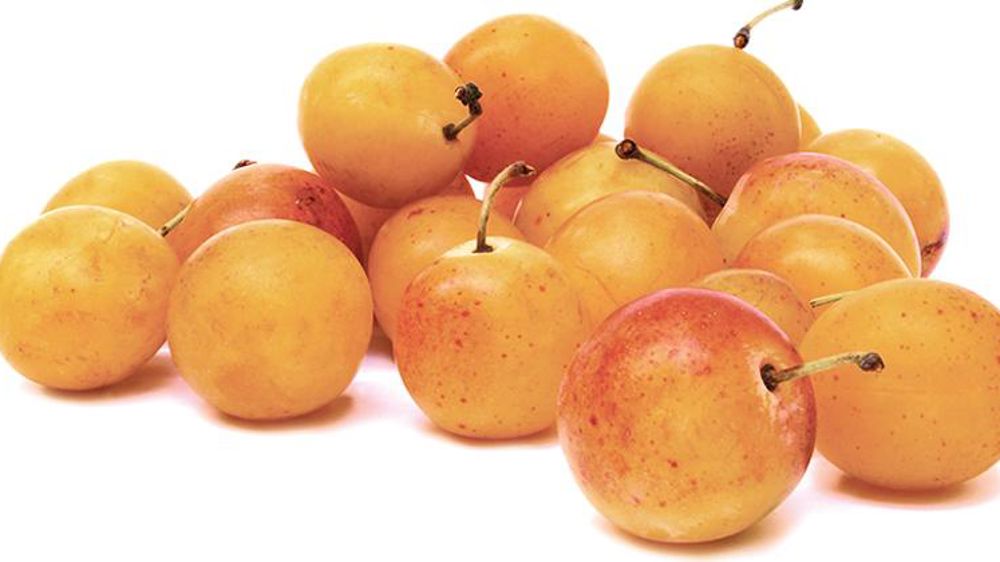 La récolte de mirabelles démarre