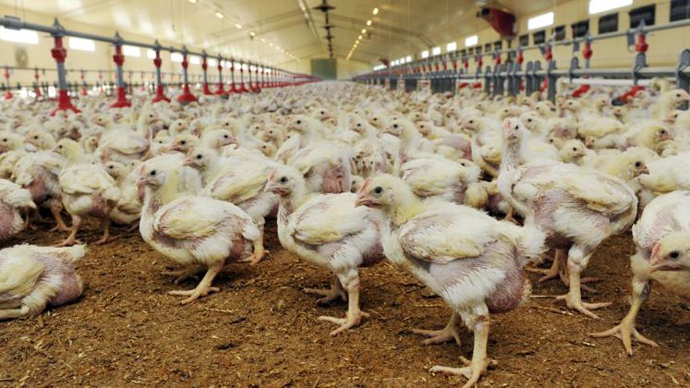 64 % des élevages de volailles sont dans les clous