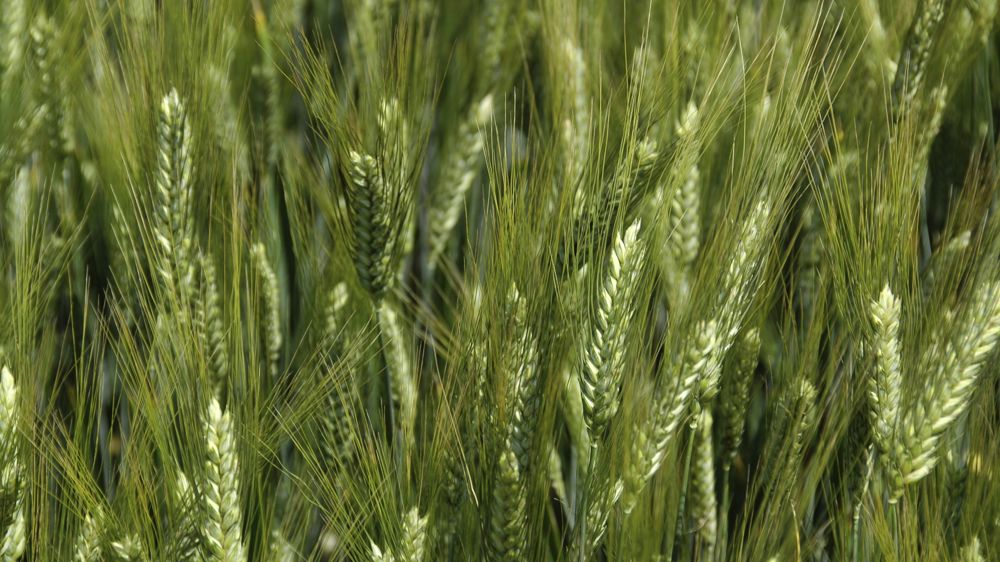 Le blé dur français au top de la qualité