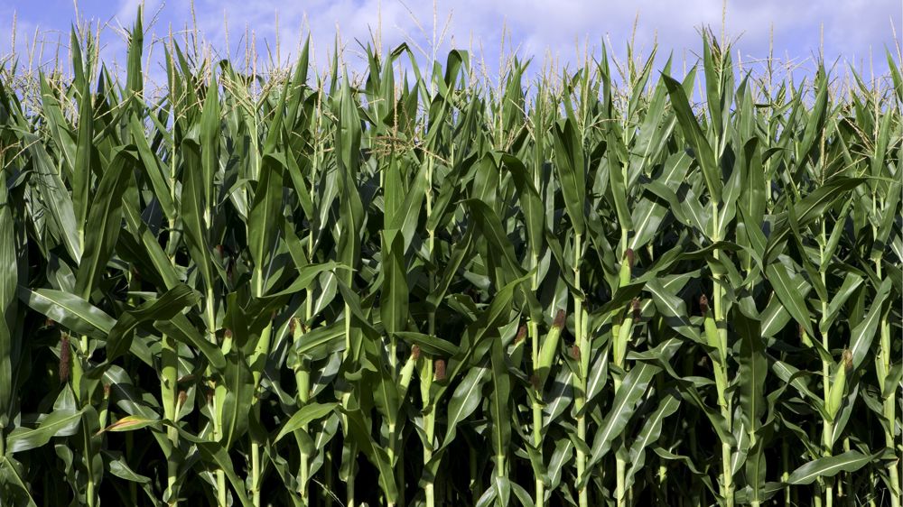 Le maïs toujours à la traîne