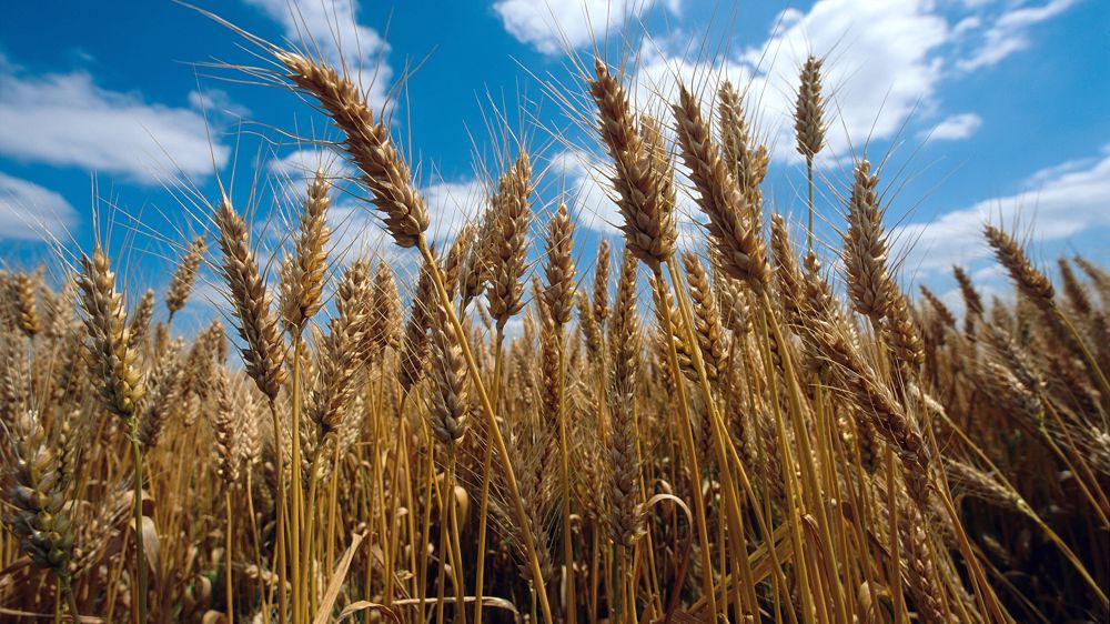 La production mondiale revue à la hausse