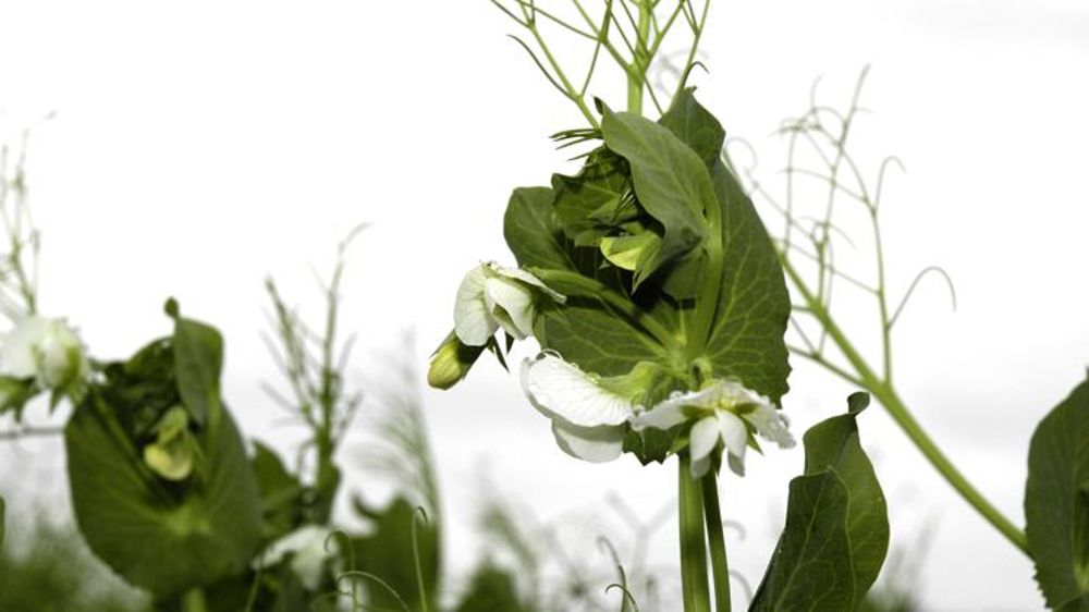 Chiche, Monsieur le Président