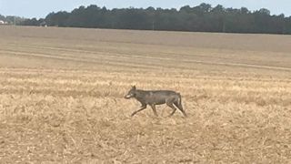 Un loup photographié en Eure-et-Loir Un loup photographié en Eure-et-Loir