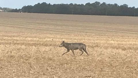 Un loup photographié en Eure-et-Loir Un loup photographié en Eure-et-Loir