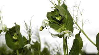 Le génome du pois assemblé pour la première fois Le génome du pois assemblé pour la première fois