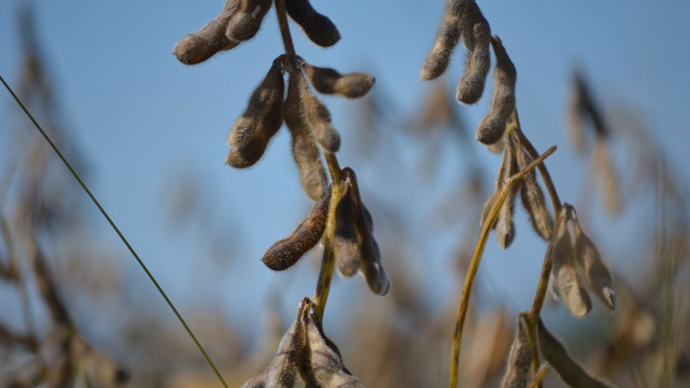 Un boulevard s’ouvre devant le soja français
