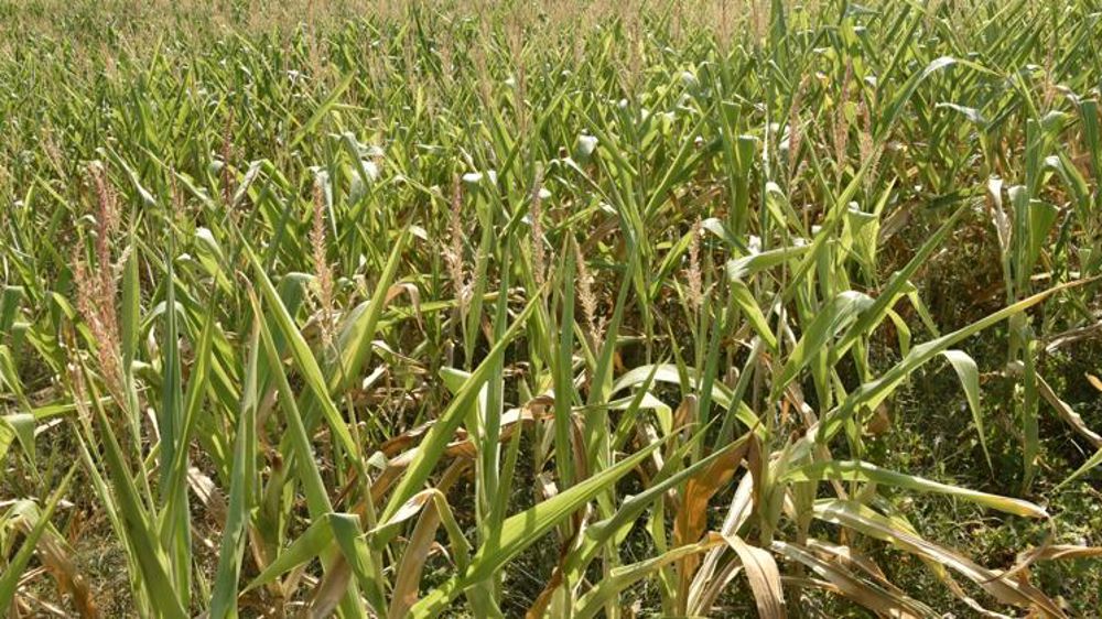 Un agriculteur sur deux touché par la sécheresse