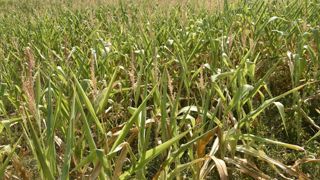 Un agriculteur sur deux touché par la sécheresse Un agriculteur sur deux touché par la sécheresse