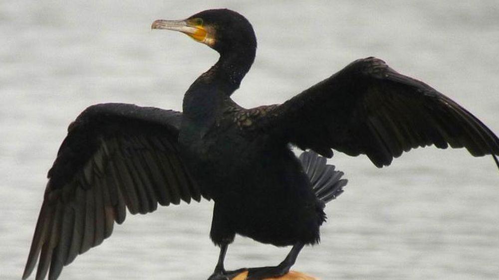 Les quotas de destruction sont fixés