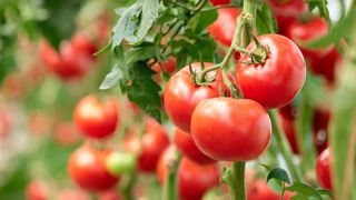 Exploitation des ouvriers et mafia, les plaies de l’agriculture italienne Exploitation des ouvriers et mafia, les plaies de l’agriculture italienne