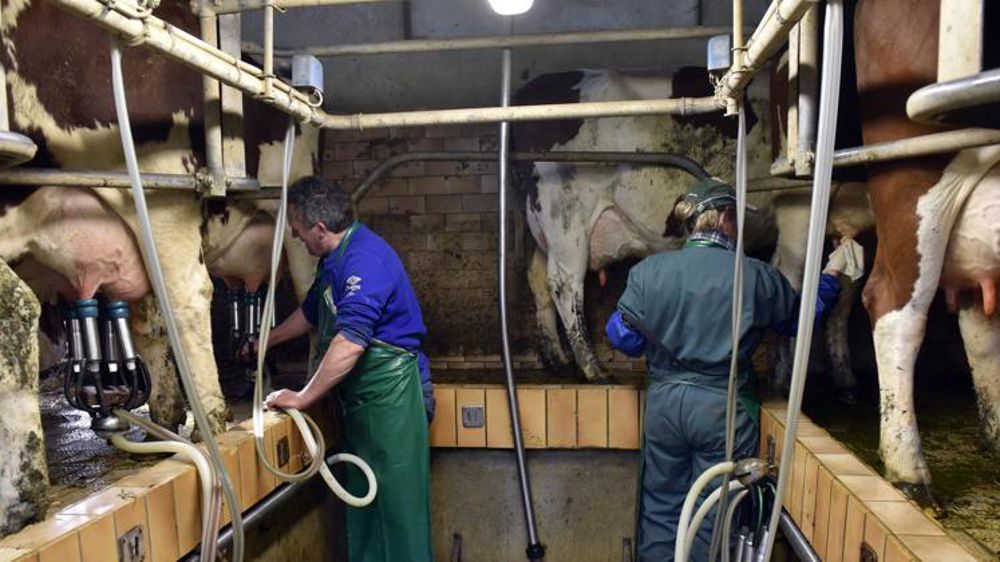La collecte laitière s’est redressée en août