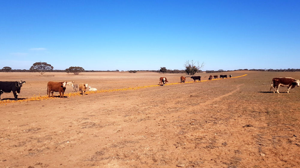 Les céréales avortent sous la sécheresse
