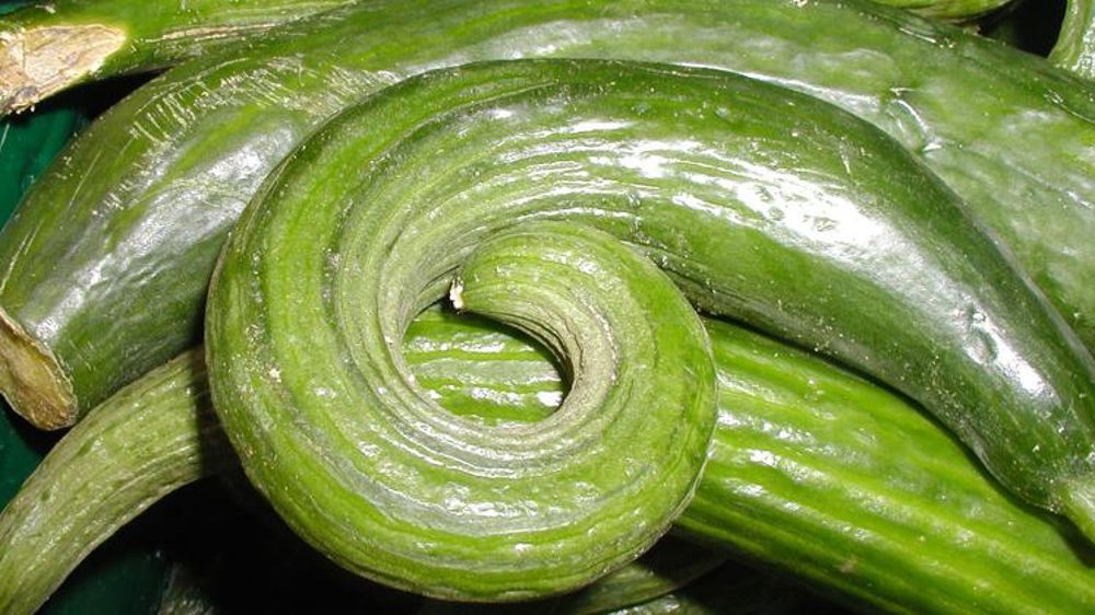 La canicule propice au concombre