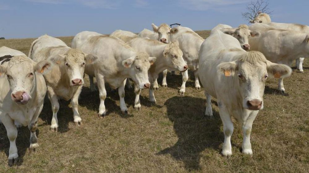La Conf’ veut rendre facultative la cotisation à Interbev