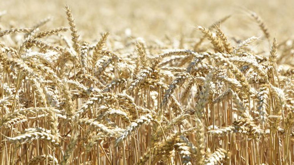 La récolte de céréales au plus haut depuis 4 ans