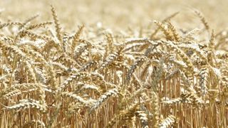 La récolte de céréales au plus haut depuis 4 ans La récolte de céréales au plus haut depuis 4 ans