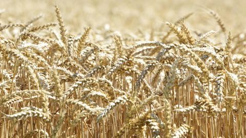 La récolte de céréales au plus haut depuis 4 ans La récolte de céréales au plus haut depuis 4 ans