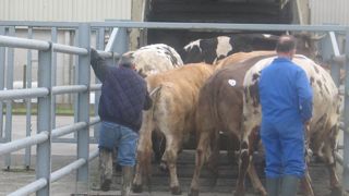 Les abattages de vaches allaitantes rebondissent Les abattages de vaches allaitantes rebondissent