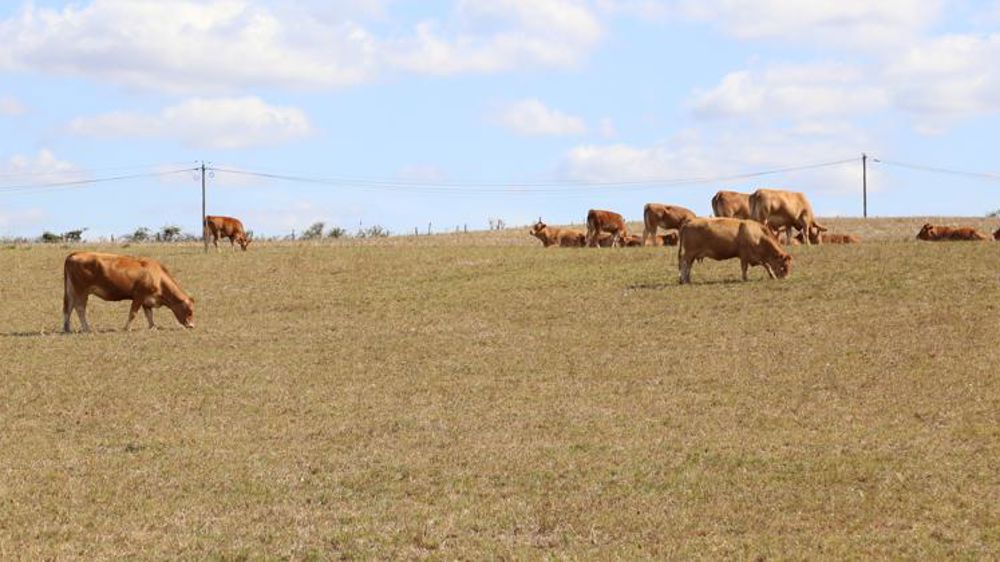 Nouvelle dégradation de la pousse de l’herbe