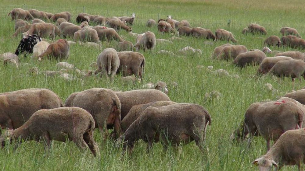 Les montants des aides ovines et caprines sont fixés