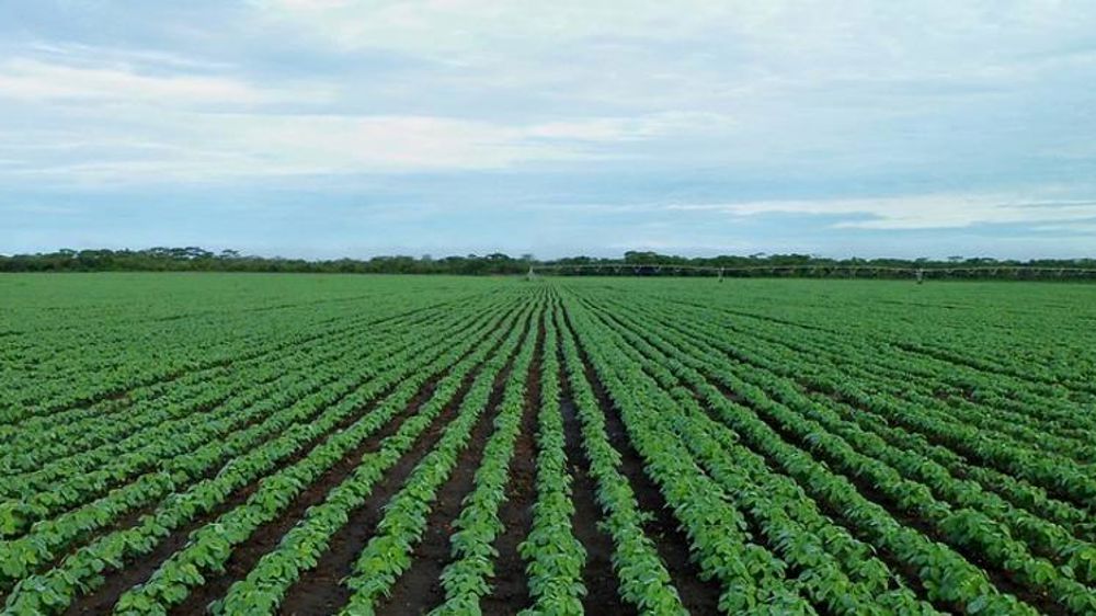 Nouvelles perspectives pour lutter contre la rouille du soja