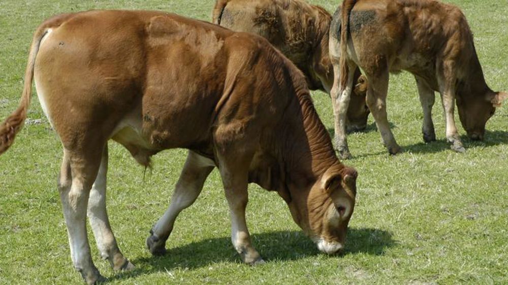 Un cahier des charges « broutard préparé » sur les rails