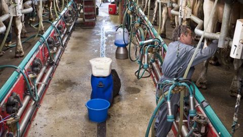 Rebond du cours de la poudre de lait