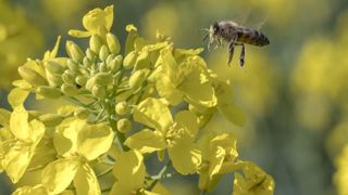 La pollinisation accroît la rentabilité du colza La pollinisation accroît la rentabilité du colza