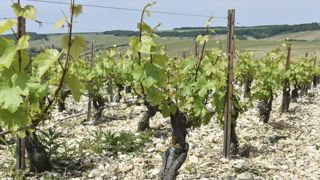 Vigne : exploiter la diversité des cépages Vigne : exploiter la diversité des cépages