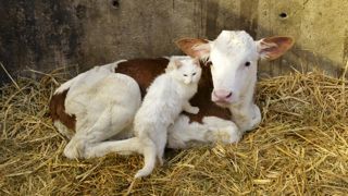 2018, année en « O » pour les animaux 2018, année en « O » pour les animaux