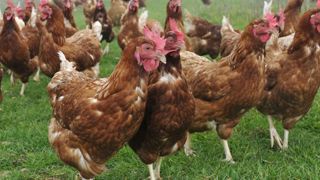 L’ensemble du territoire métropolitain repasse en risque « négligeable » L’ensemble du territoire métropolitain repasse en risque « négligeable »