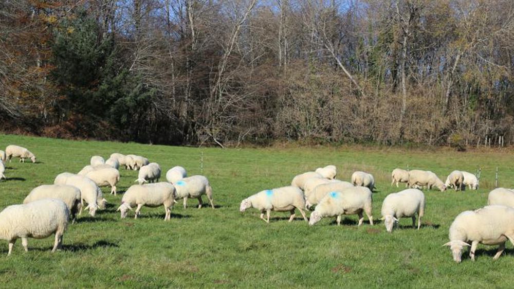 Baisse des abattages d’ovins en décembre