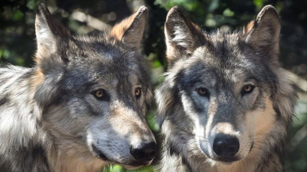 Les élus demandent l’appui d’Emmanuel Macron